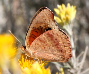 BUCKEYE, TROPICAL (Junonia evarete nigrosuffusa) (10-25-12) harshaw creek rabbitbrush, scc, az     (3)