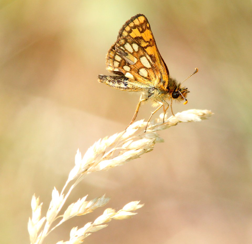 SKIPPER, ARCTIC (Carterocephalus paleamon) (6-17-12) cook and green pass area, siskiyou co, ca  (1)