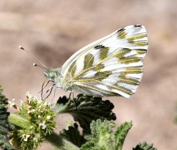 WHITE, BECKER'S (Pontia beckerii) (6-5-13) oak springs trilobite site, lincoln co, nevada    (2)