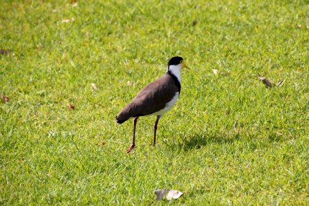 Masked Lapwing (Plover) Vanellus miles photo