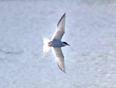 388 -ARCTIC TERN (6-7-2016) anchorage, alaska -02