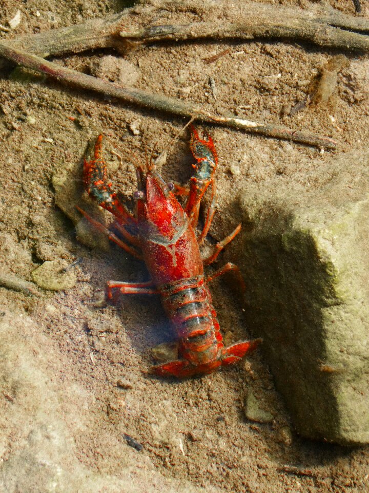 Priorat montsant invasive species