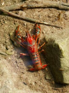 Priorat montsant invasive species