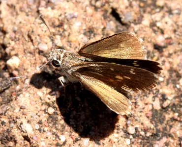 ROADSIDE-SKIPPER, TEXAS (Amblyscirtes texana) (7-31-12) culverts, harshaw road, patagonia mts, scc, az  (4)