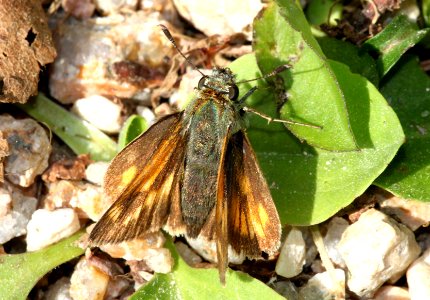SKIPPER, INDIAN (Hesperia sassacus) (8-7-09) stonington, Maine  (1)