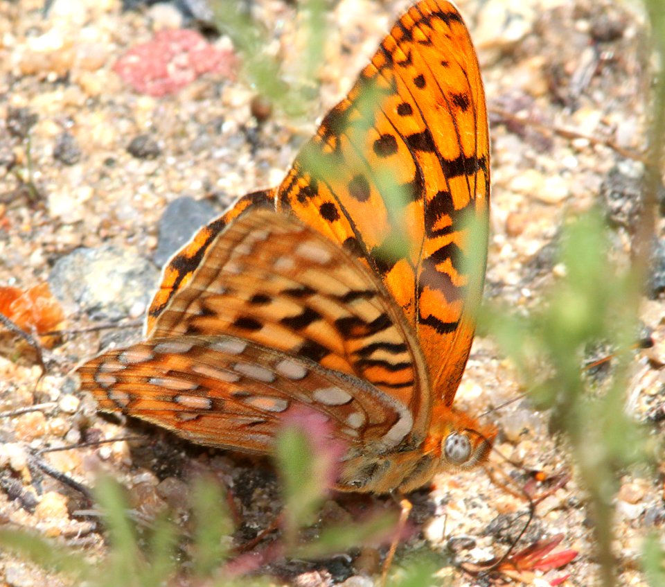 FRITILLARY, CORONIS (Speyeria coronis) (6-18-12) upper salmon river area, siskiyou co, ca -03