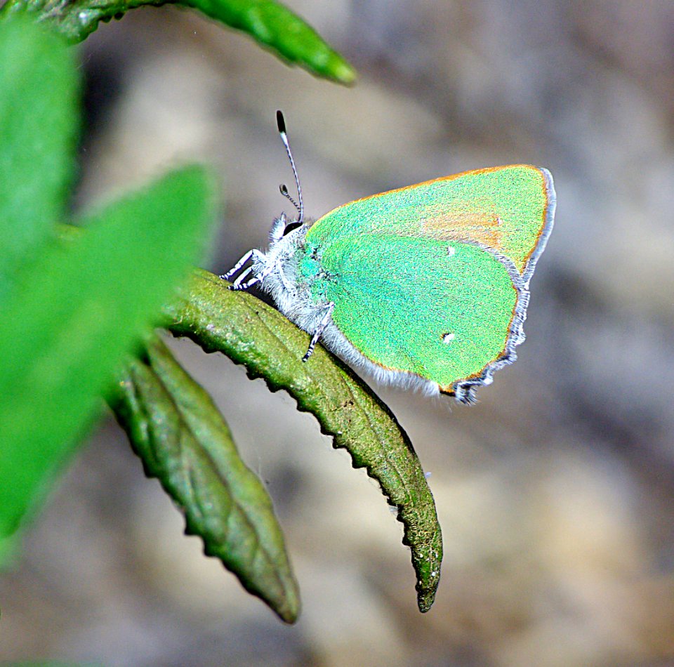 HAIRSTREAK, BRAMBLE GREEN (callophrys perplexa) (4-13-07) canet rd, morro bay, slo co, ca