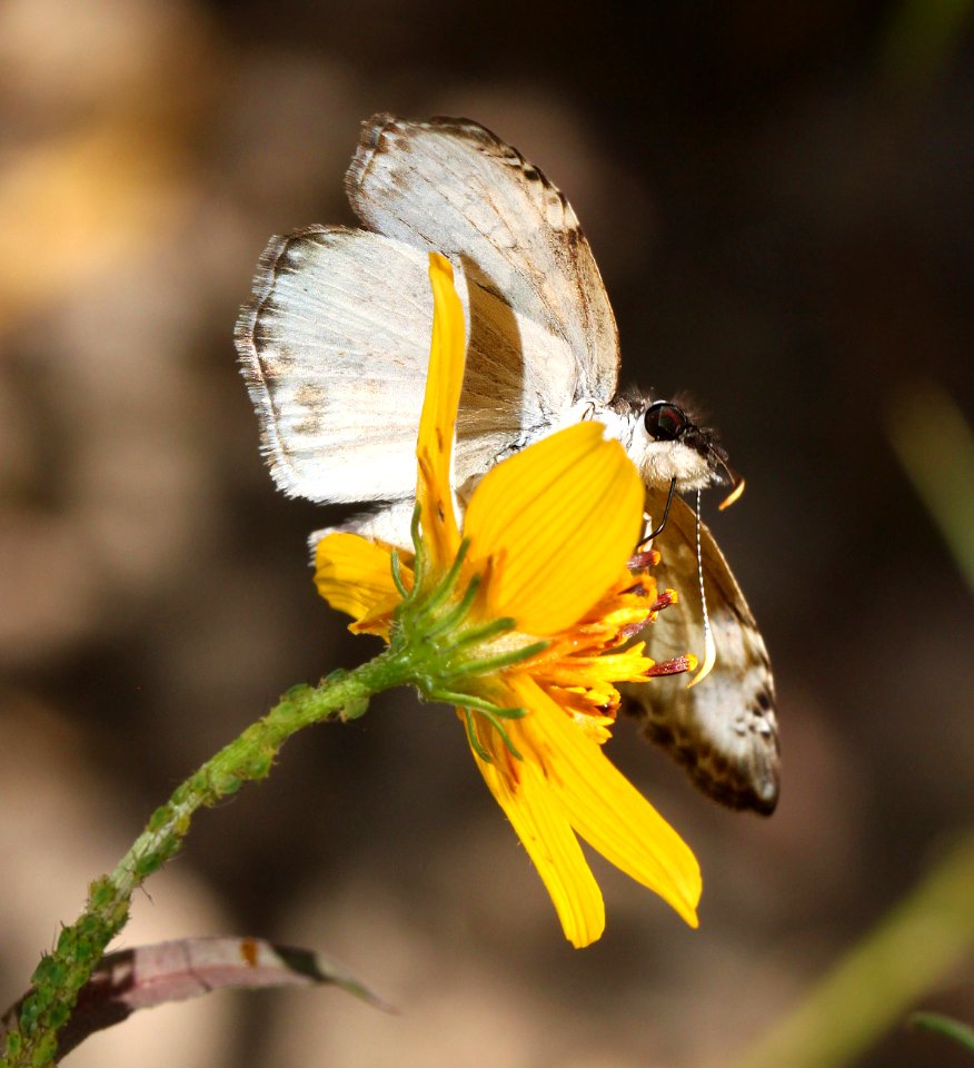 SKIPPER, WHITE-PATCHED (Chiomara georgina) (10-30-12) sycamore cyn off ruby road, scc, az  (5)