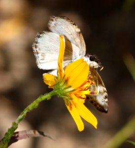 SKIPPER, WHITE-PATCHED (Chiomara georgina) (10-30-12) sycamore cyn off ruby road, scc, az  (5)