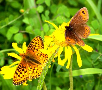 ALPINE, COMMON (Erebia epipsodea) (8-99) utah, mts   (3)
