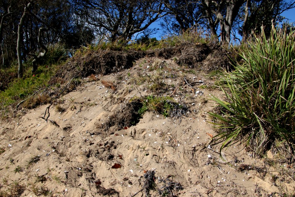 Bundeena-100816 16