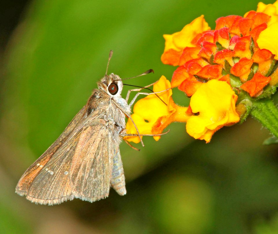 SKIPPER, JULIA'S (Nastra julia) (2-29-12) s padre island birding center, tx - (2)