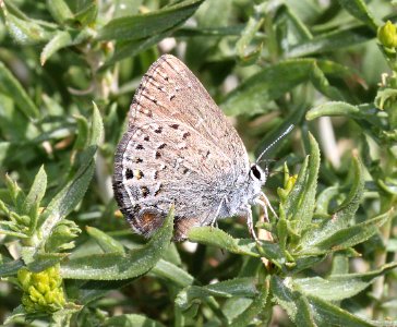 HAIRSTREAK, BEHR'S (Satyrium behrii) (8-25-11) 7900 ft, near monitor pass, mono co, ca (1) photo