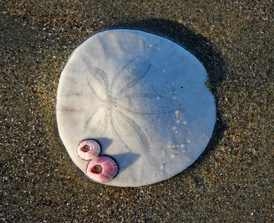 2b - MORRO STRAND (10)