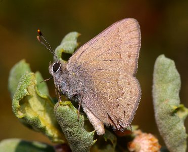 HAIRSTREAK, HEDGEROW (satyrium saepium) (7-1-08) cerro alto, slo co, ca (2) photo