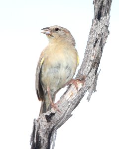 867 - BOTTERI'S SPARROW (8-5-13) circulo montana, patagonia lake ranch estates, scc, az -2