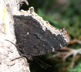 MOURNING CLOAK (Nymphalis antiopa) (5-2-12) south of rocksprings, edwards co, tx