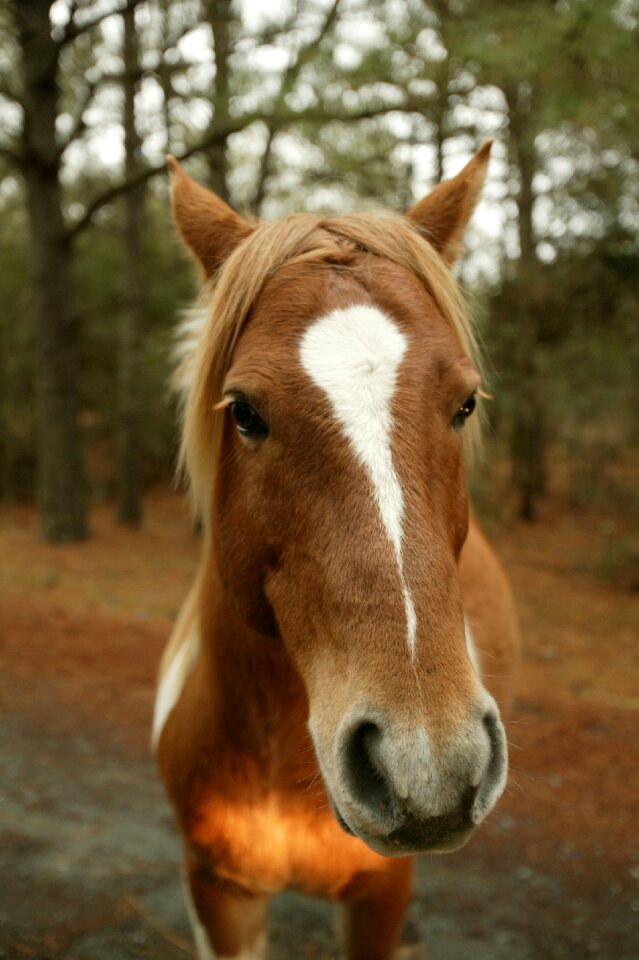 Portrait pony chincoteague island