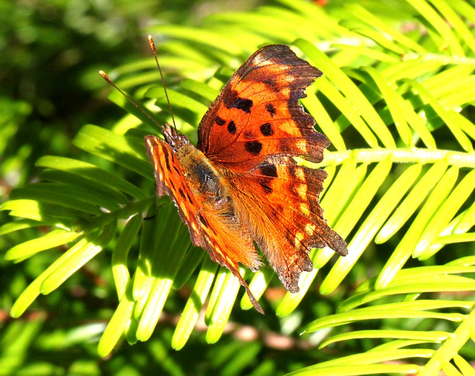 COMMA, GREEN (Polygonia faunus) (6-16-12) douglas co, or -01