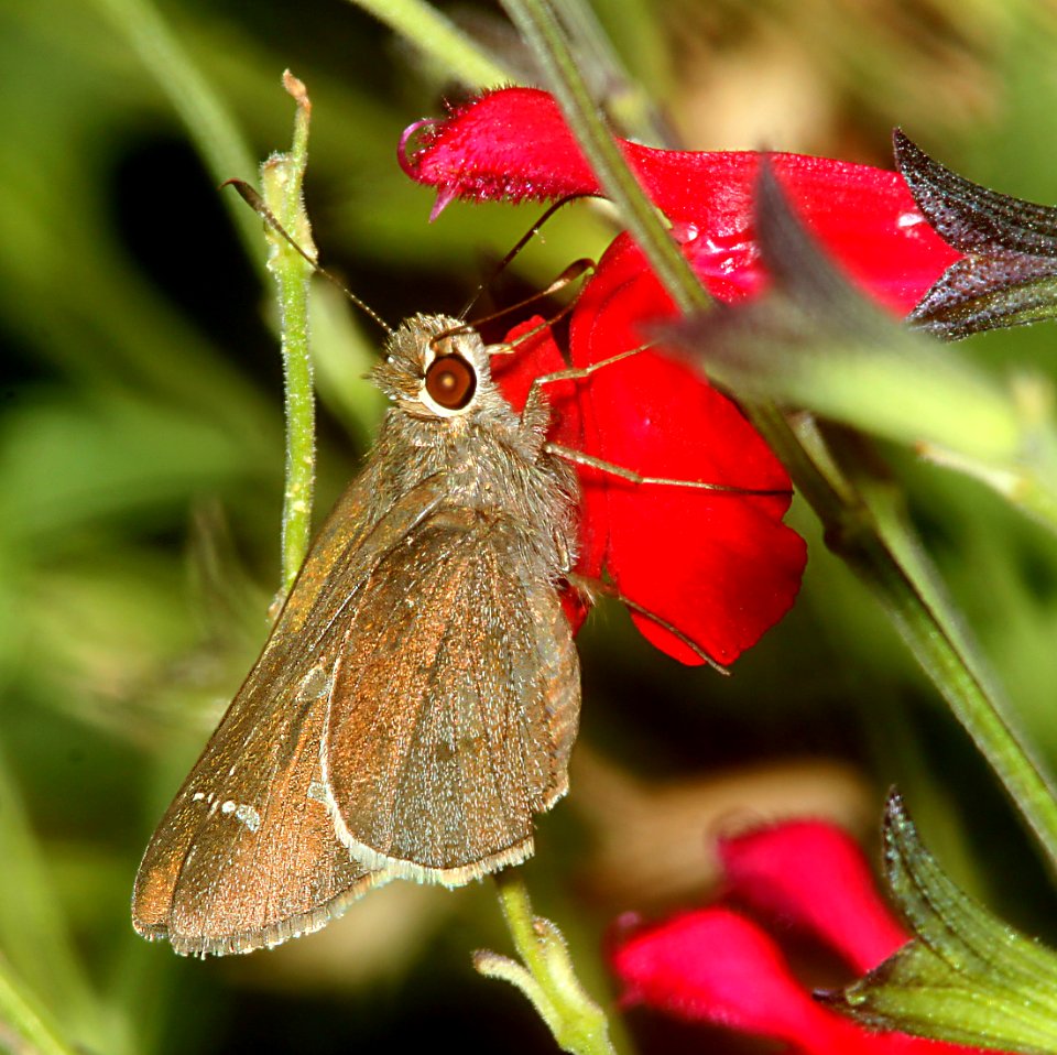 SKIPPER, MOON-MARKED (Atrytonopis lunus) (8-8-11) madera canyon, scc, az  (3)