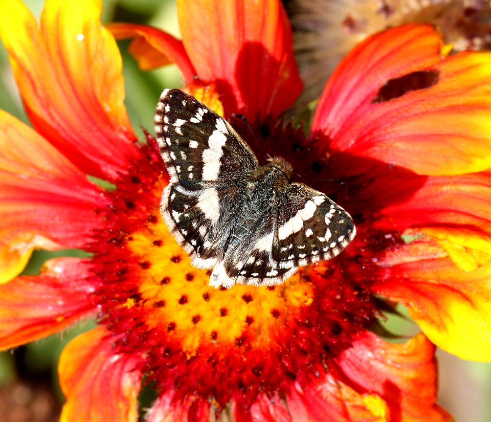 WHITE-SKIPPER, ERICHSON'S (Heliopyrgus domicella) (10-23-12) 78 circulo montana, patagonia lake ranch estates, scc, az
