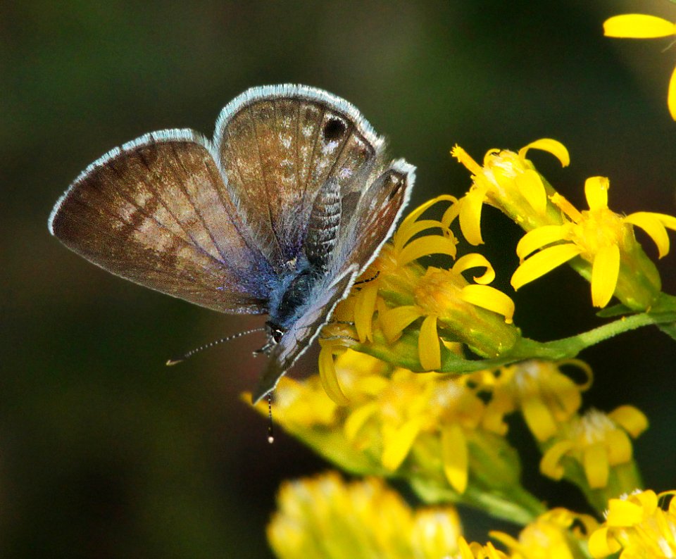 BLUE, CERAUNUS (Hemiargus ceraunus) (9-25-11) pena blanca lake, scc, az