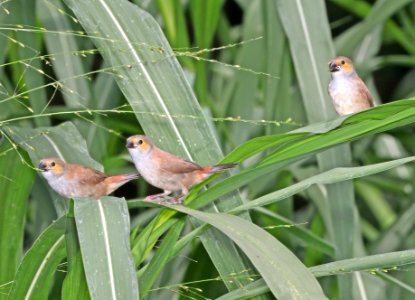 ORANGE-CHEEKED WAXBILL (5-5-2018) waihee coastal dunes and wetland refuge, maui co, hawaii -02