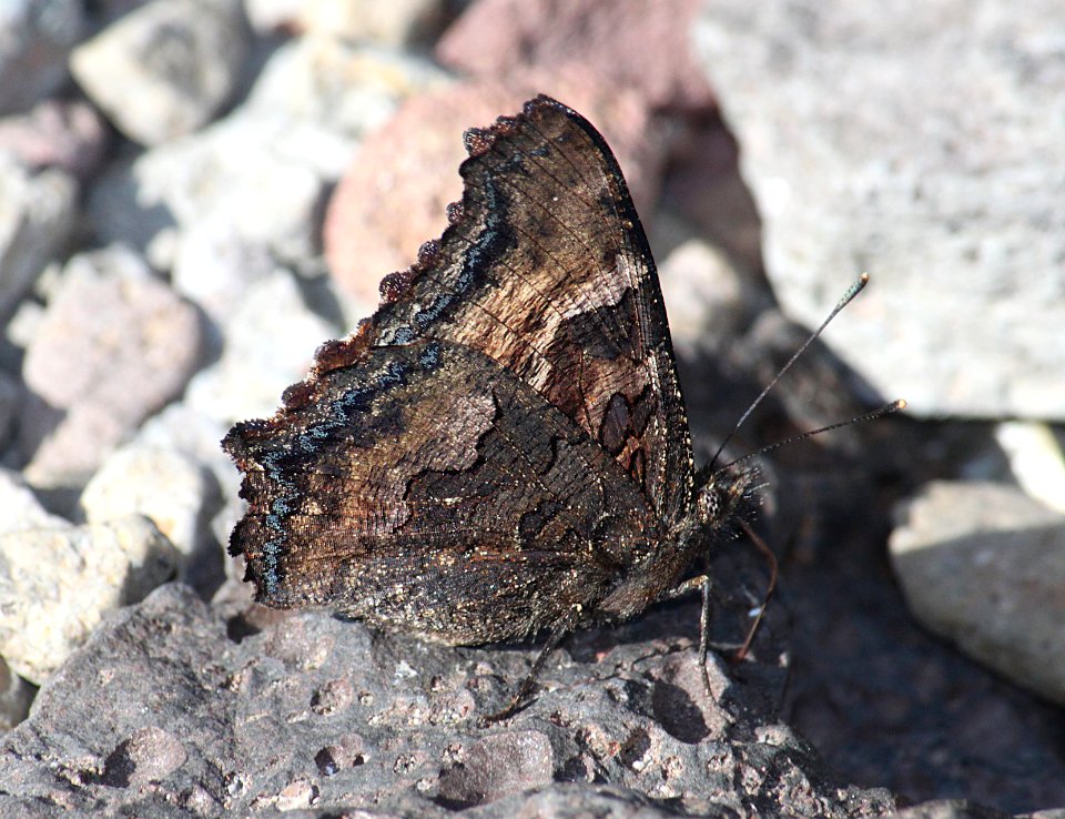 TORTOISESHELL, CALIFORNIA (Nymphalis californica) (9-9-09) slo co, ca (2)