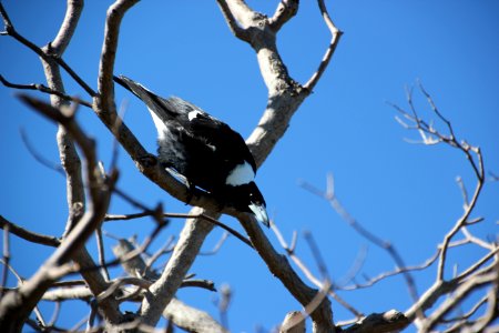 Australian Magpie. Gymnorhina tibicen photo