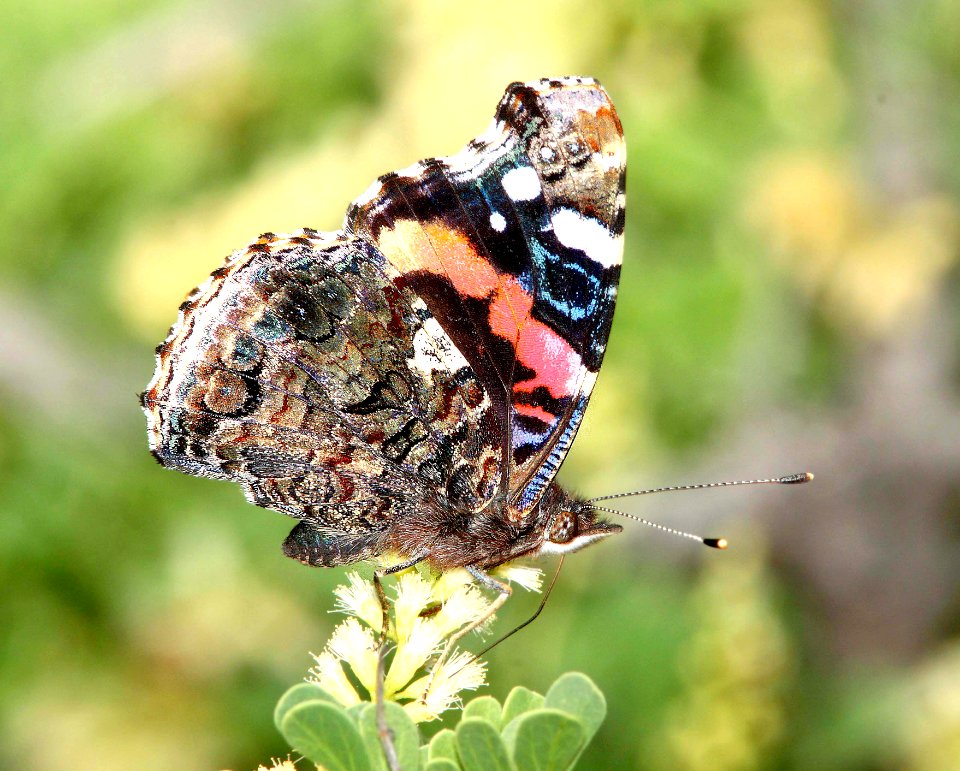 ADMIRAL, RED (Vanessa atalanta)(4-17-12) near laredo, tx
