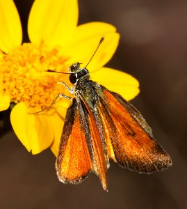 SKIPPER, TROPICAL LEAST (Ancyloxypha arene) (10-15-12) pena blanca lake, scc, az  (2)