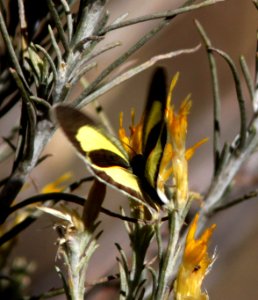 YELLOW, BARRED (Eurema daira) (11-4-12) harshaw road rabbitbrush, patagonia mts, scc, az  (3)