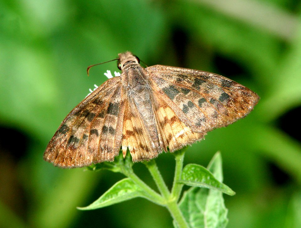 SKIPPER, BROWN-BANDED (Timochares ruptiffasciata) (1-9-09) harligen, tx  (2)