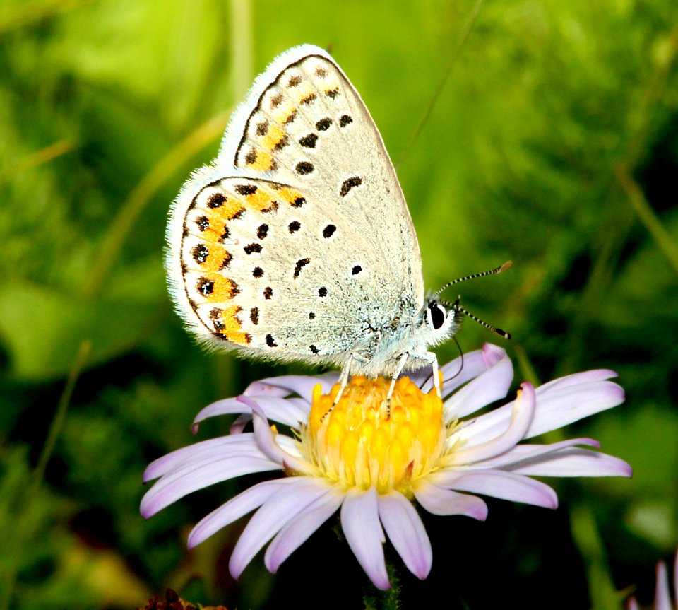 BLUE, MELISSA (Plebejus melissa) (8-19-13) conejos river, approx 10 miles south of platoro, conejos co, co -02