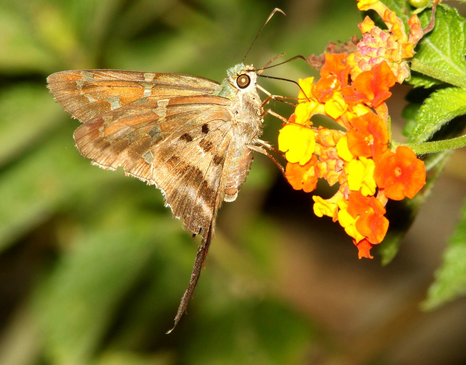 SKIPPER, LONG-TAILED (Urbanus proteus) (4-18-12) national butterfly center, mission, tx  (1)