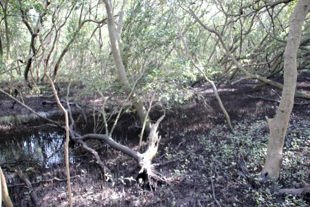 Avicennia marina. Grey Mangrove