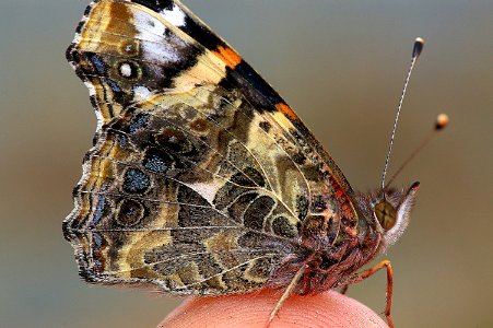 LADY, WEST COAST (Vanessa annabella) (7-23-07) canet rd, morro bay, slo co, ca (5) photo