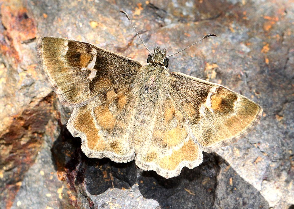 POWDERED-SKIPPER, ARIZONA (Systacea zampa) (7-30-12) red mt road, patagonia mts, scc, az