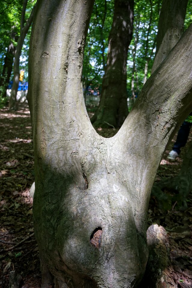 Green nature park