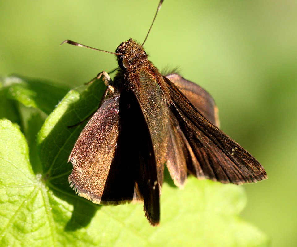 SKIPPER, CLOUDED (Lerema accius) (3-5-12) sabal palm sanctuary, near brownsville, tx