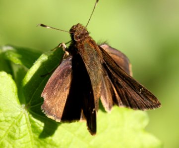 SKIPPER, CLOUDED (Lerema accius) (3-5-12) sabal palm sanctuary, near brownsville, tx