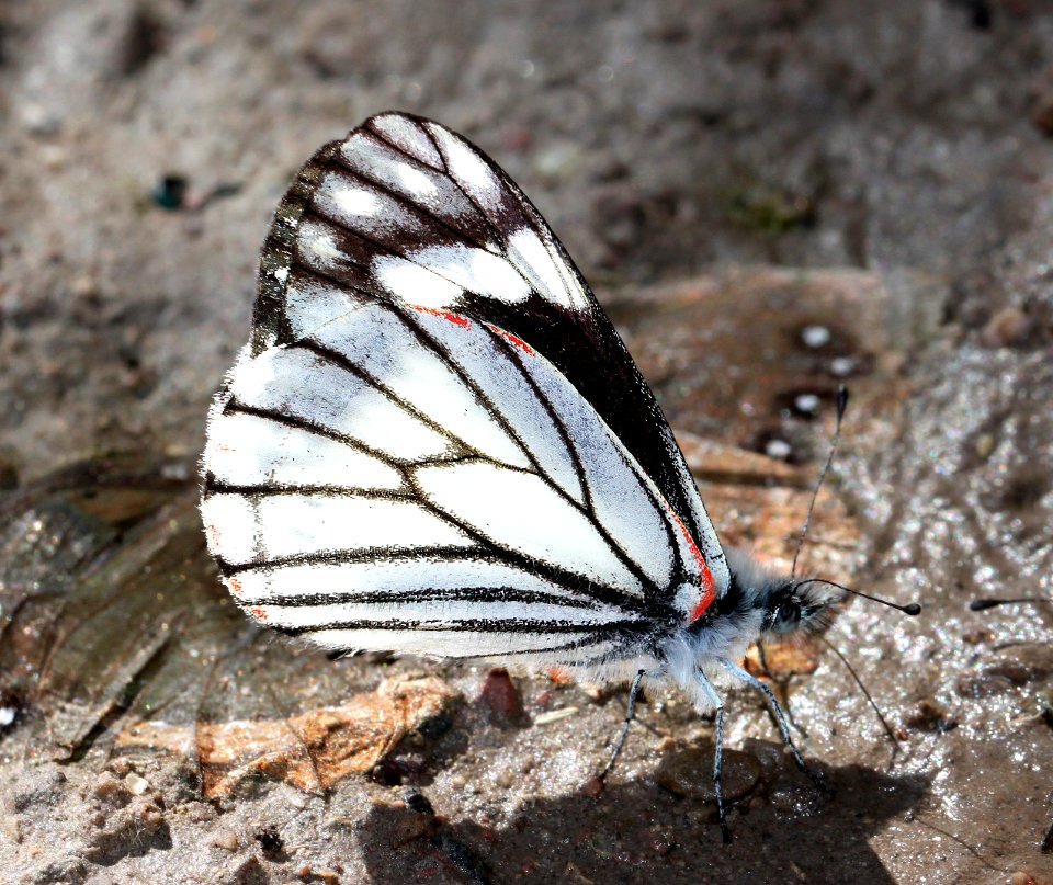 WHITE, CHIRICAHUA (Neophasia terlooii) (10-9-12) male, sawmill cyn, huachuca mts, cochise co, az  (4)