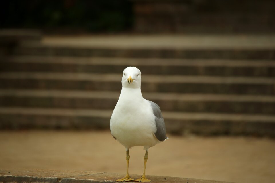 Sea animals birds