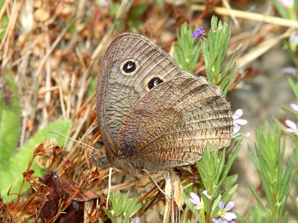 WOOD-NYMPH, COMMON (Cercyonis pegala) (6-23-11) marin co, ca  (1)