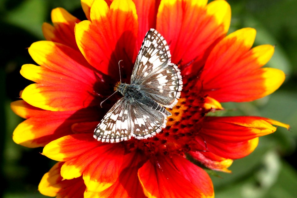 CHECKERED-SKIPPER, COMMON or WHITE (Pyrgus communis or albescens) (10-23-11) 78 circulo montana, patagonia lake ranch estates, scc, az  (2)