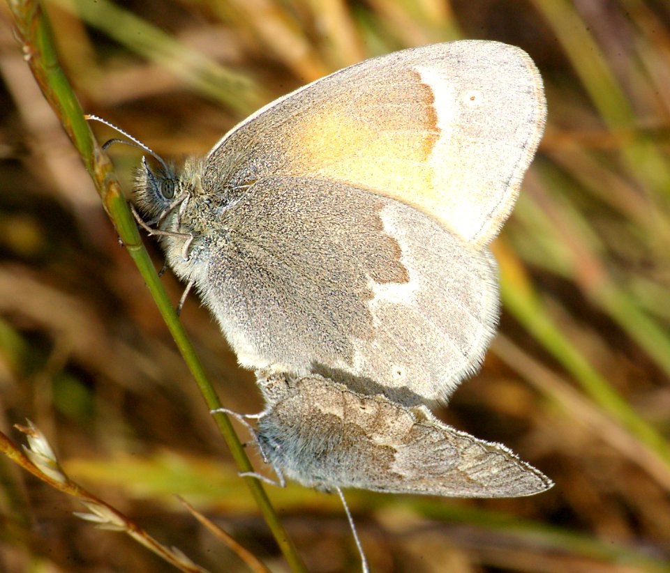 RINGLET, COMMON (Coenonympha tullia) (5-26-09) canet rd, morro bay, slo co, ca (2)