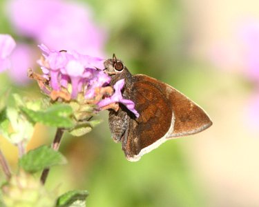 DUSKYWING, FUNEREAL (erynnis fuerialis) (2-25-08) roma, tx