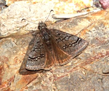 DUSKYWING, SLEEPY (Erynnis brizo) (3-31-13) red mountain road, s of patagonia, sco, az  (3)