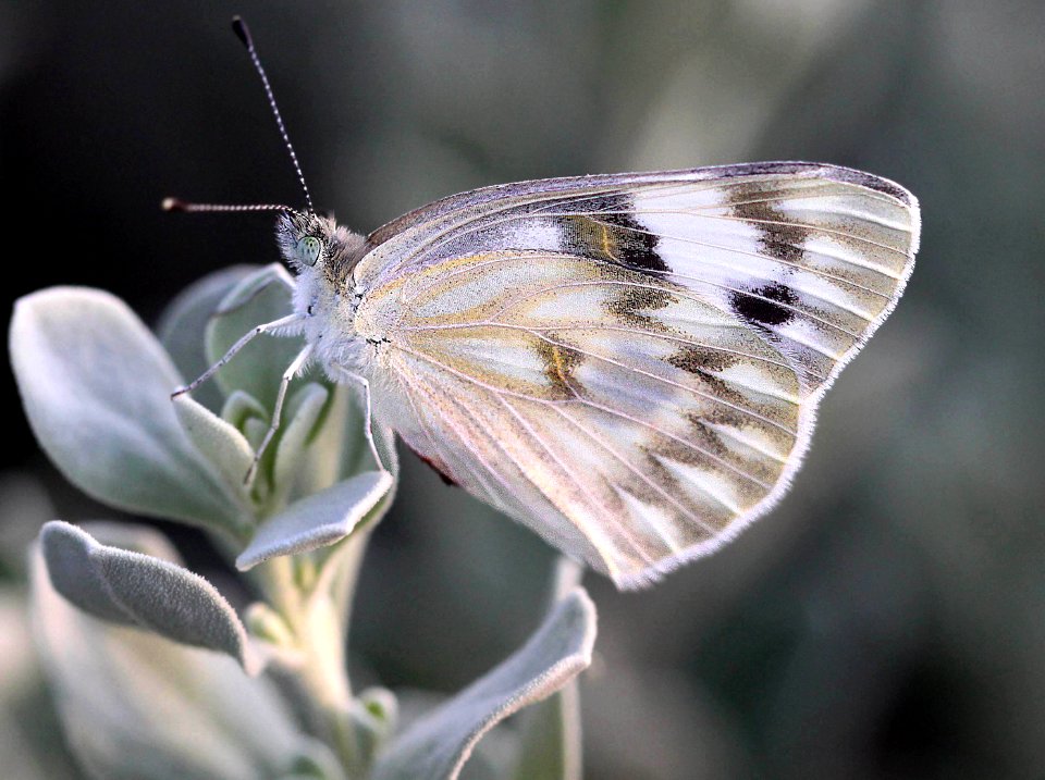 WHITE, CHECKERED (Pontia protodice) (4-17-12) val verde co, tx
