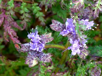 Phacelia tanacetifolia